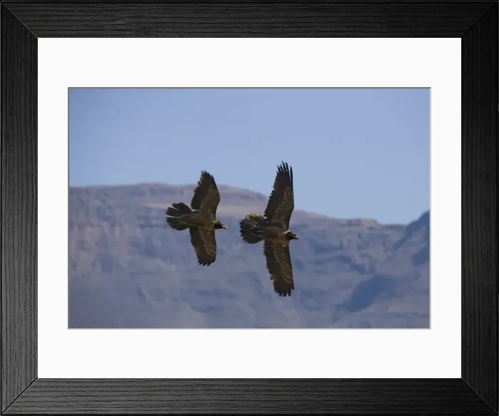 Framed Print : Bearded vulture (Gypaetus barbatus) Framed Print : Bearded vulture (Gypaetus barbatus)