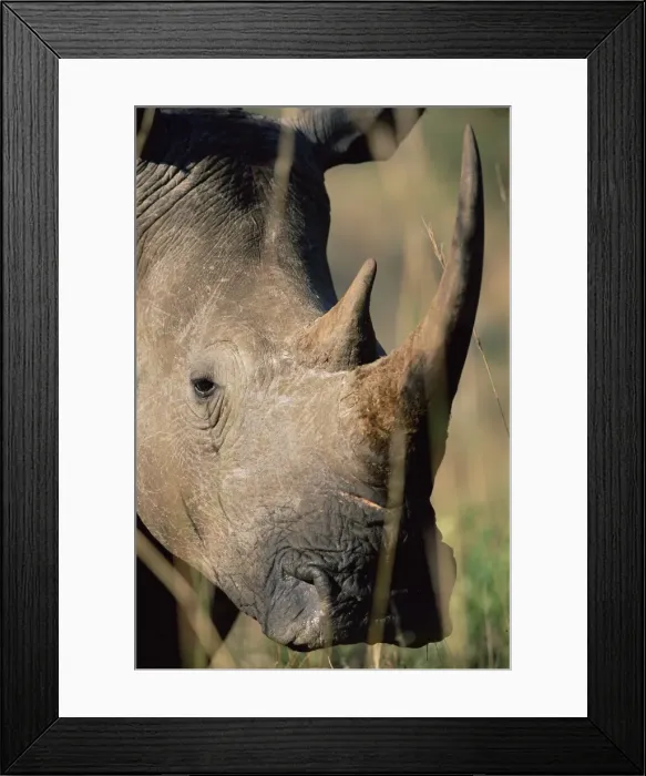 Framed Print : White rhonoceros (rhino) Framed Print : White rhonoceros (rhino)