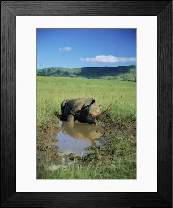 Framed Print : White rhinoceros (rhino) Framed Print : White rhinoceros (rhino)