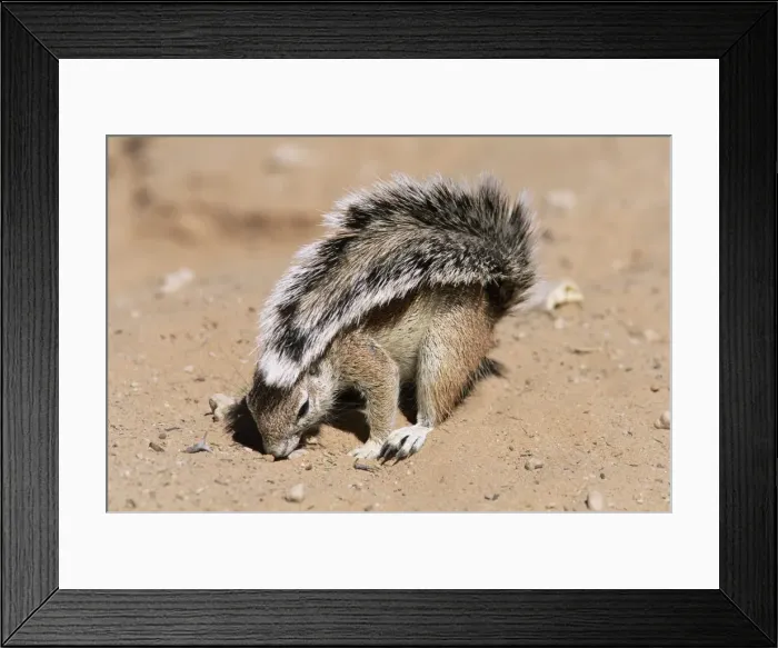 Framed Print : Ground squirrel Framed Print : Ground squirrel