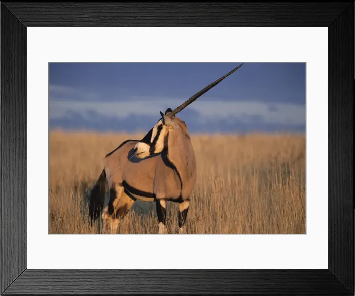 Framed Print : Gemsbok (oryx) Framed Print : Gemsbok (oryx)
