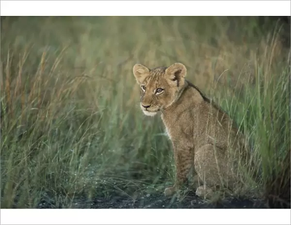 Lion cub, Panthera leo