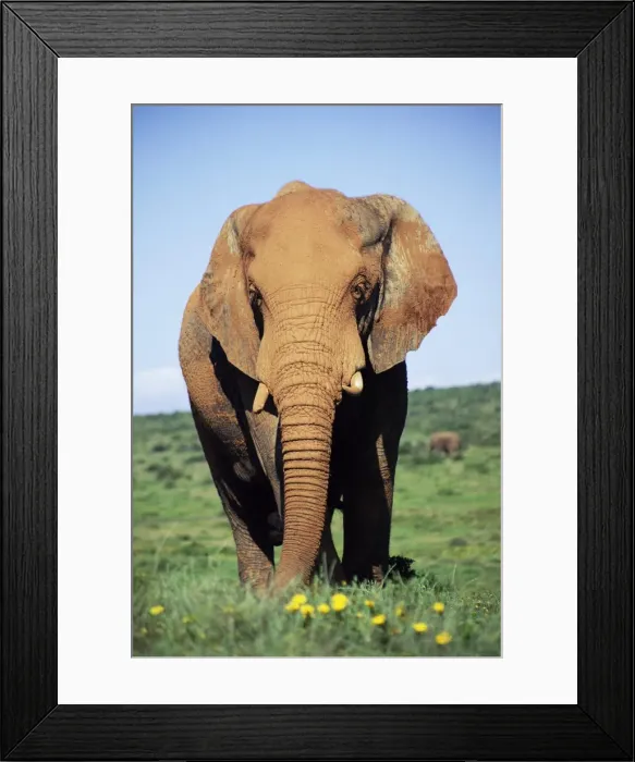 Framed Print : African elephant Framed Print : African elephant