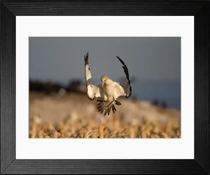 Framed Print : Cape Gannet Framed Print : Cape Gannet