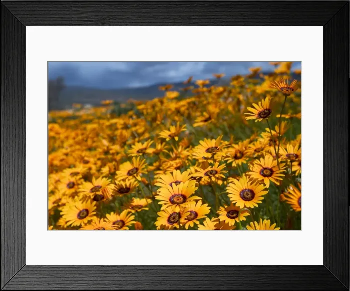 Framed Print : Daisy (Dimorphotheca sinuata) Framed Print : Daisy (Dimorphotheca sinuata)