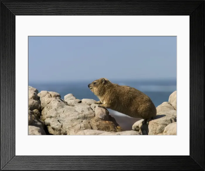 Framed Print : Rock dassie (Procavia capensi) Framed Print : Rock dassie (Procavia capensi)