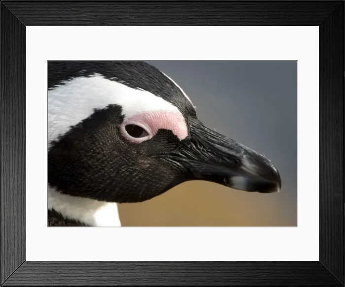 Framed Print : Jackass penguin (African penguin) (Spheniscus demersus) Framed Print : Jackass penguin (African penguin) (Spheniscus demersus)