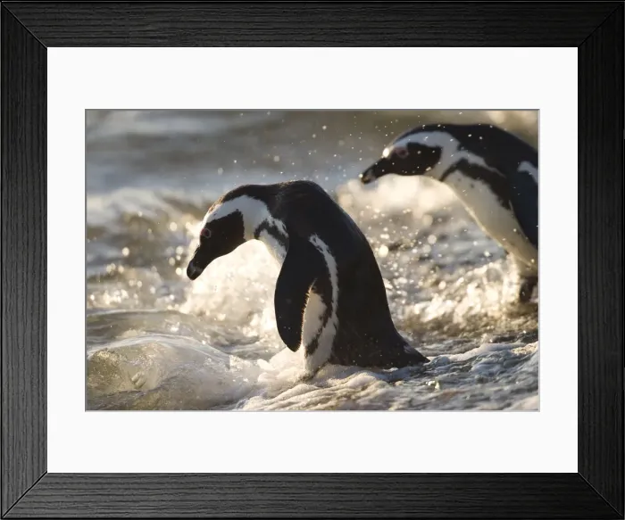 Framed Print : Jackass penguin (African penguin) (Spheniscus demersus) Framed Print : Jackass penguin (African penguin) (Spheniscus demersus)