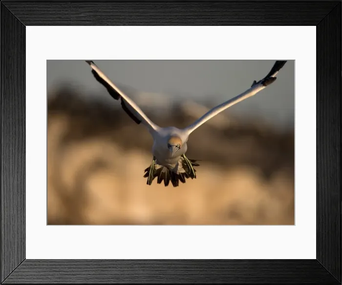 Framed Print : Cape gannet (Morus capensis) Framed Print : Cape gannet (Morus capensis)