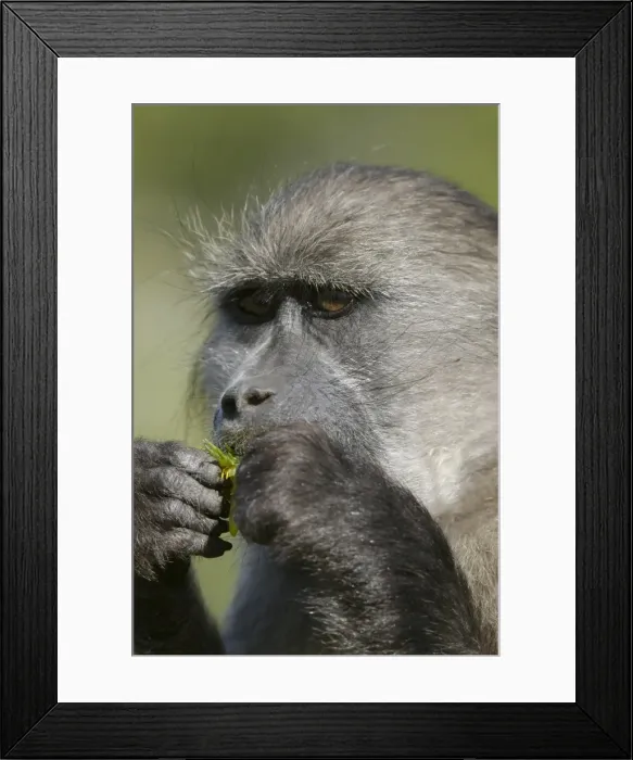 Framed Print : Cape baboon (Papio cynocephalus) Framed Print : Cape baboon (Papio cynocephalus)