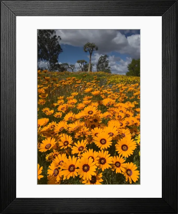 Framed Print : Daisy, (Asteraceae), West Coast N Framed Print : Daisy, (Asteraceae), West Coast N