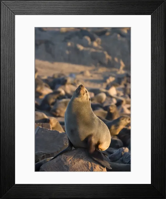 Framed Print : South African fur seal Framed Print : South African fur seal
