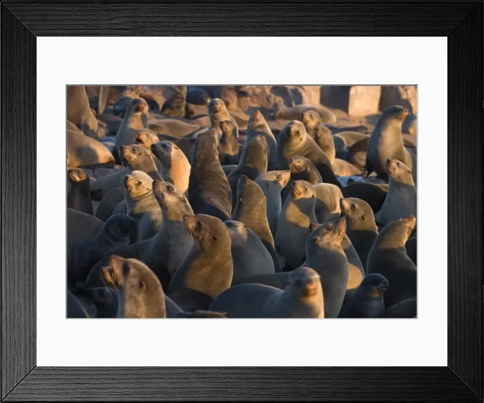 Framed Print : South African fur seals Framed Print : South African fur seals