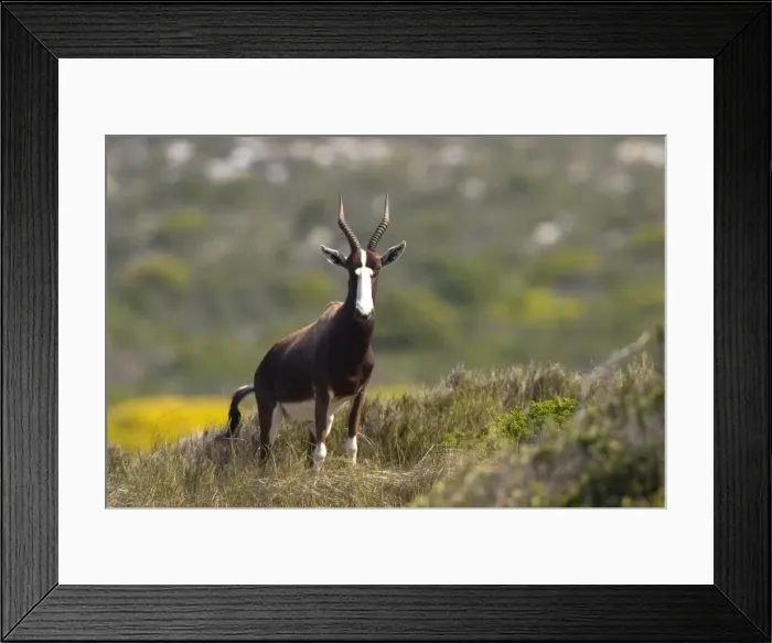 Framed Print : Blesbok, bontebok Framed Print : Blesbok, bontebok