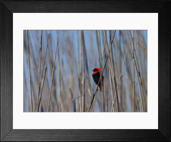 Framed Print : Red Bishop Framed Print : Red Bishop