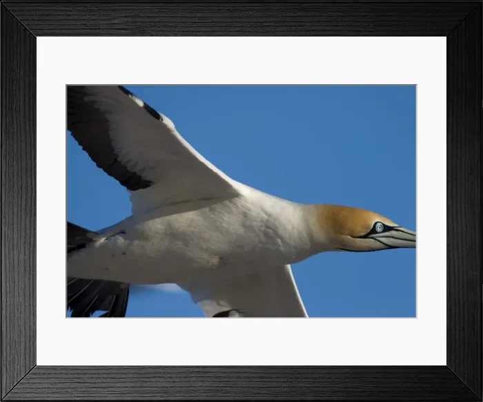 Framed Print : Cape gannet Framed Print : Cape gannet