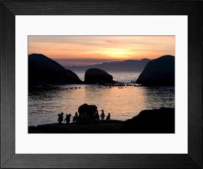 Framed Print : Jackass penguins (African penguins) (Speniscus demersus) Framed Print : Jackass penguins (African penguins) (Speniscus demersus)