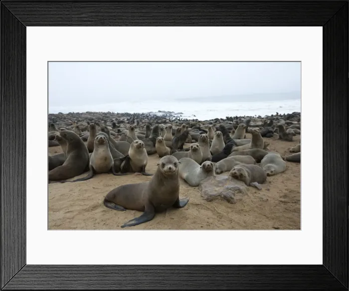 Framed Print : South African fur seal colony (Arctocephalus pusillus) Framed Print : South African fur seal colony (Arctocephalus pusillus)