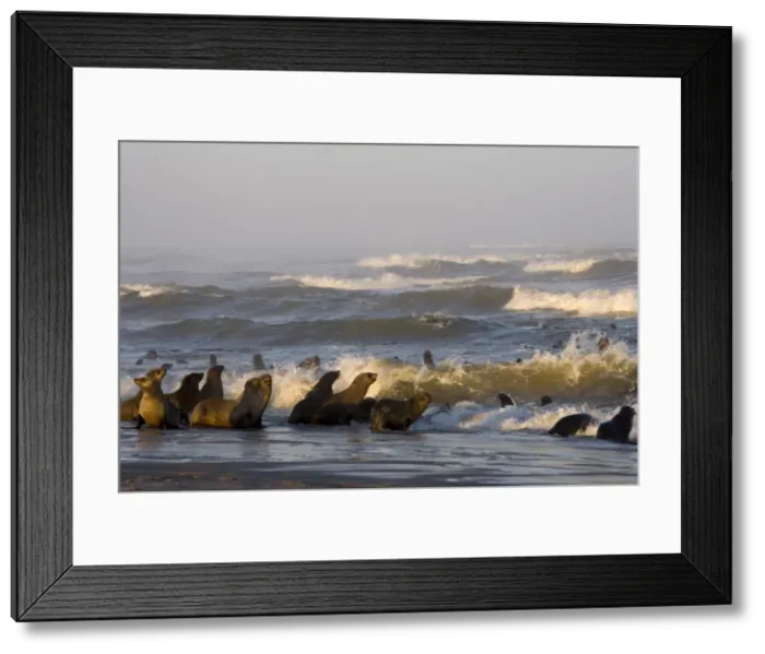 Framed Print : South African fur seal (Arctocephalus pusillus) colony Framed Print : South African fur seal (Arctocephalus pusillus) colony