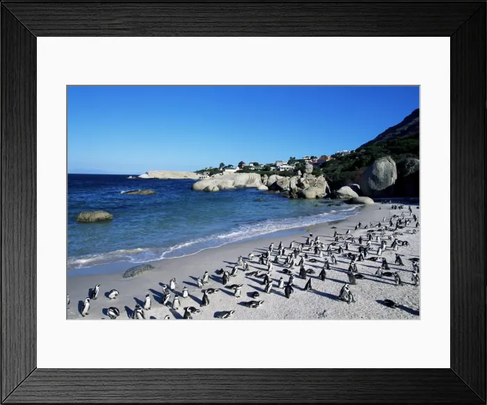 Framed Print : African penguins at Boulder beach in Simons town Framed Print : African penguins at Boulder beach in Simons town