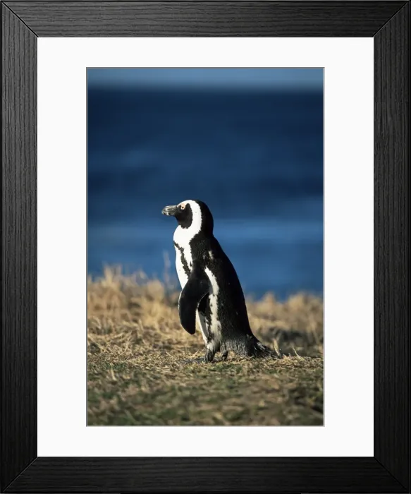 Framed Print : African penguin at Boulder beach in Simons town Framed Print : African penguin at Boulder beach in Simons town