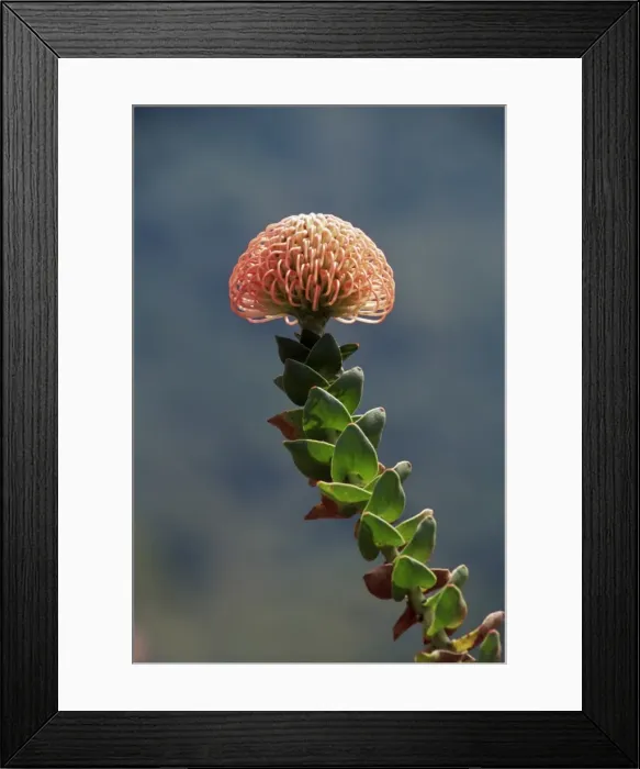 Framed Print : Nodding pincushion (Leucadendron cordifolium) Framed Print : Nodding pincushion (Leucadendron cordifolium)