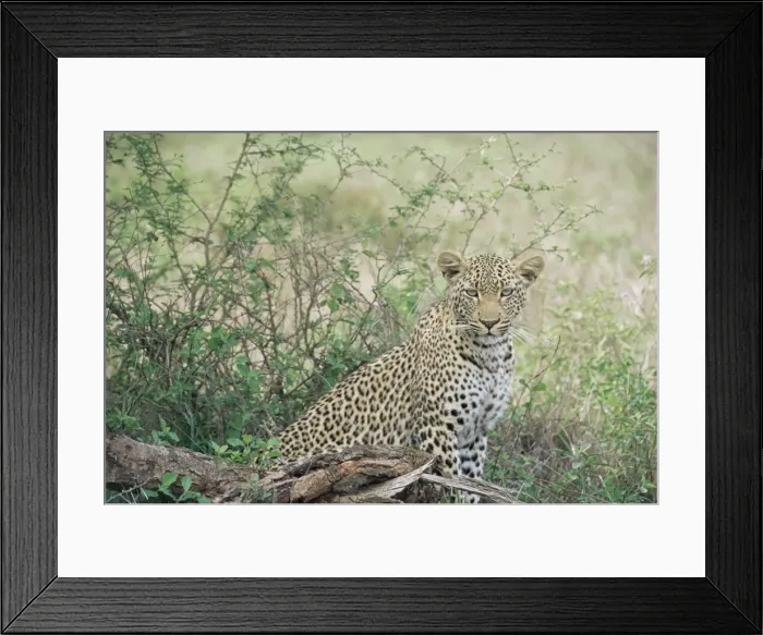 Framed Print : Leopard (Panthera pardus) Framed Print : Leopard (Panthera pardus)