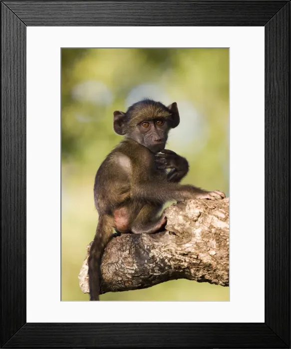 Framed Print : Chacma baboon (Papio ursinus) Framed Print : Chacma baboon (Papio ursinus)