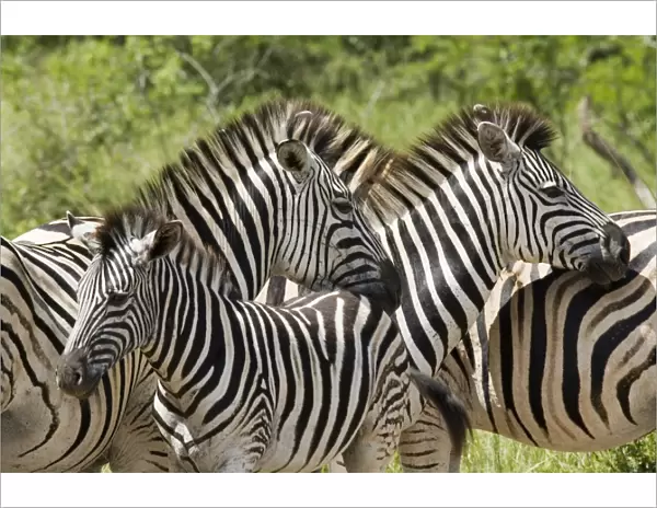 Common zebra or Burchells zebra (Equus burchelli)