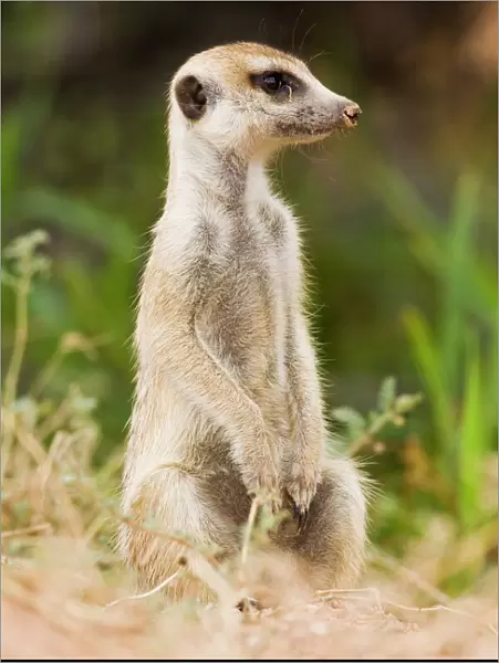 Meerkat or (suricate) (Suricata suricatta) sitting while watching