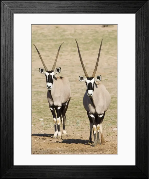 Framed Print : Two gemsbok (South African oryx) (Oryx gazella) Framed Print : Two gemsbok (South African oryx) (Oryx gazella)