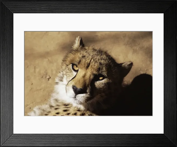 Framed Print : Cheetah (Acinoyx jubatus) in captivity Framed Print : Cheetah (Acinoyx jubatus) in captivity