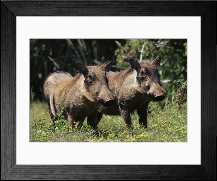 Framed Print : Warthogs (Phacochoerus aethiopicus) Framed Print : Warthogs (Phacochoerus aethiopicus)