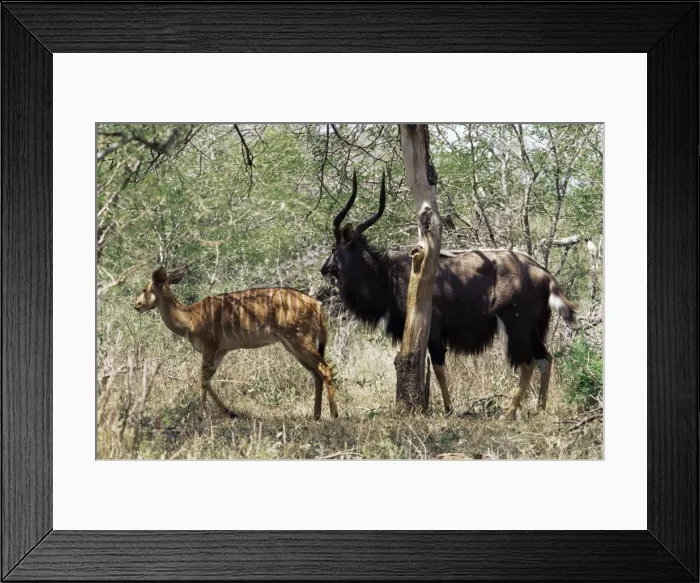 Framed Print : Male and female nyala (Tragelaphus angasili) Framed Print : Male and female nyala (Tragelaphus angasili)