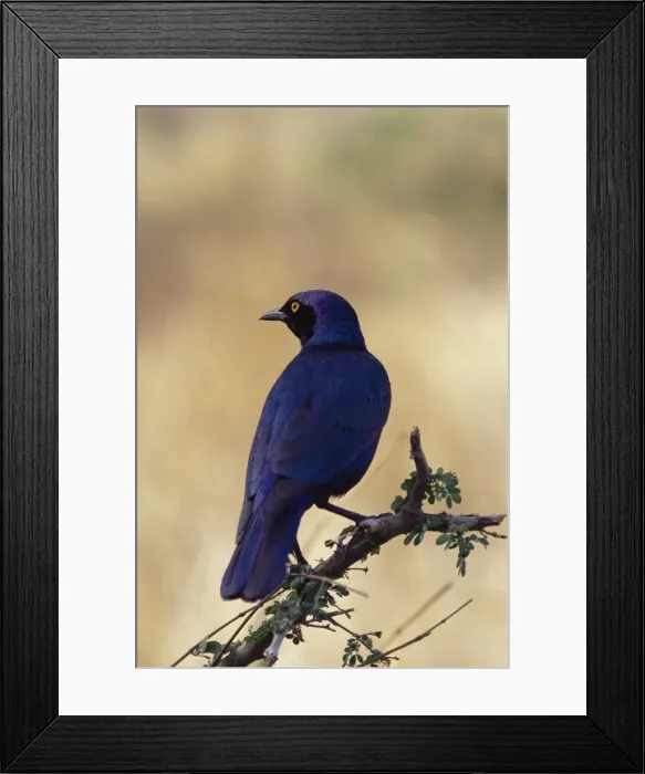 Framed Print : Greater blue-eared glossy starling (Lamprotornis chalybaeus) Framed Print : Greater blue-eared glossy starling (Lamprotornis chalybaeus)