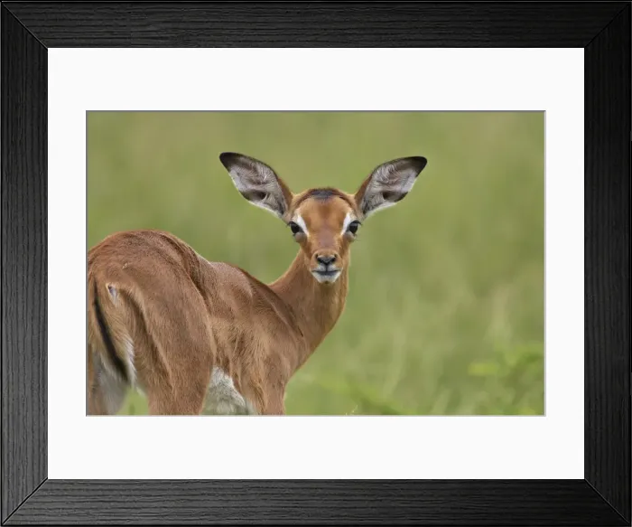 Framed Print : Young impala (Aepyceros melampus) looking at the camera