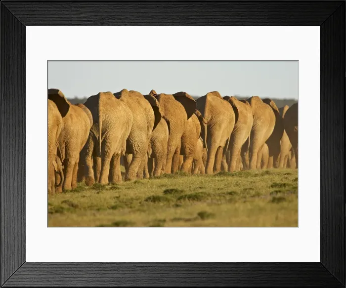 Framed Print : Line of African elephants (Loxodonta africana) Framed Print : Line of African elephants (Loxodonta africana)