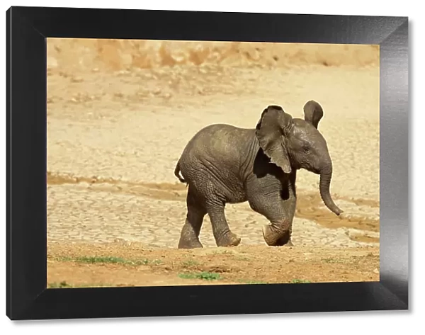 Baby African elephant (Loxodonta africana) running