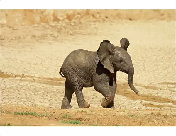 Baby African elephant (Loxodonta africana) running