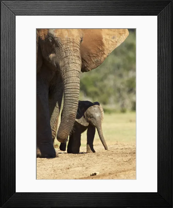 Framed Print : Mother and baby African elephant (Loxodonta africana) Framed Print : Mother and baby African elephant (Loxodonta africana)