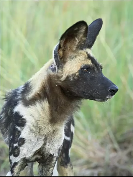African wild dog (Lycaon pictus)