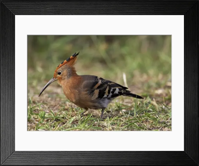 Framed Print : African hoopoe (Upupa africana) Framed Print : African hoopoe (Upupa africana)