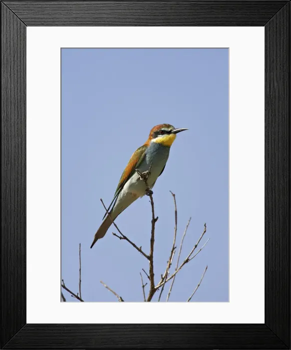 Framed Print : European bee-eater or golden-backed bee-eater (Merops apiaster) Framed Print : European bee-eater or golden-backed bee-eater (Merops apiaster)