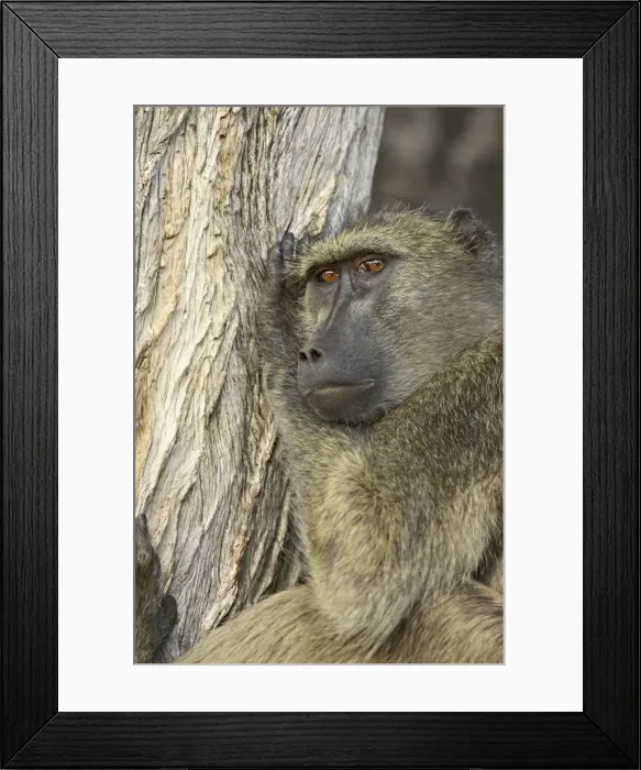 Framed Print : Chacma Baboon (Papio ursinus) Framed Print : Chacma Baboon (Papio ursinus)