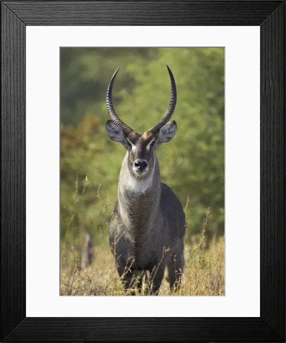 Framed Print : Male common waterbuck Framed Print : Male common waterbuck