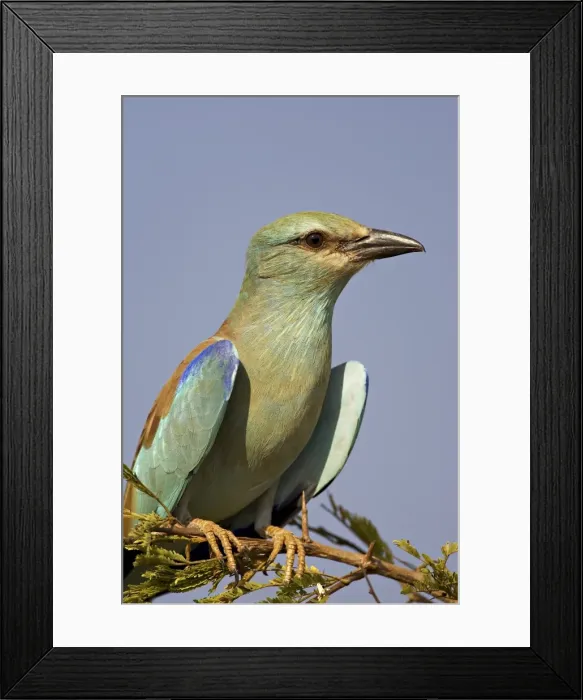 Framed Print : European roller (Coracias garrulus) perched Framed Print : European roller (Coracias garrulus) perched