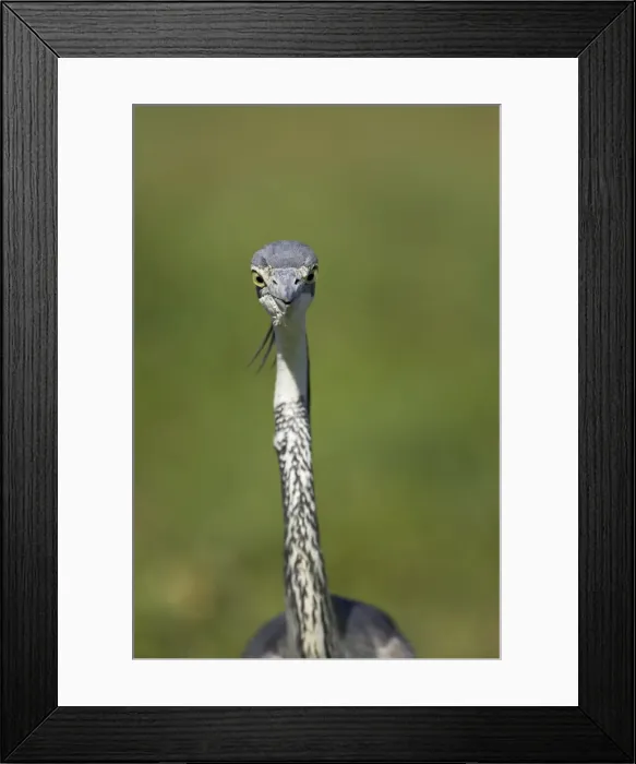 Framed Print : Black-headed heron (Ardea melanocephala) Framed Print : Black-headed heron (Ardea melanocephala)