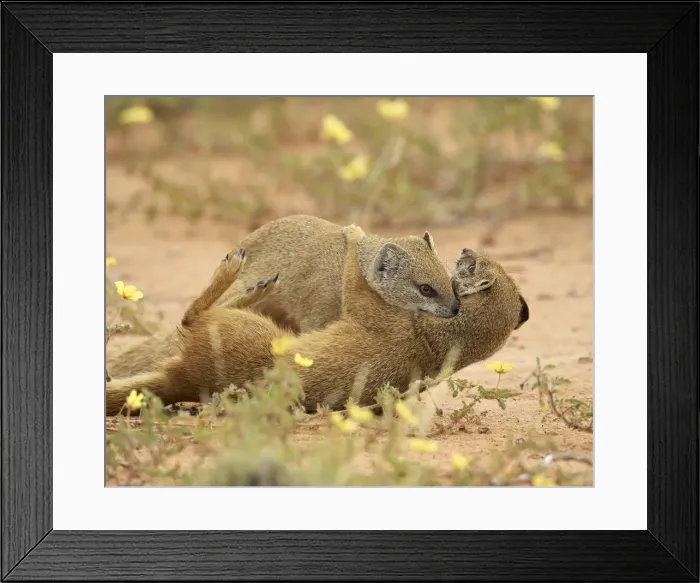 Framed Print : Two yellow mongoose (Cynictis penicillata) fighting Framed Print : Two yellow mongoose (Cynictis penicillata) fighting