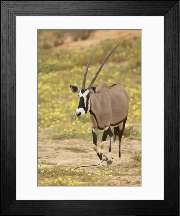 Framed Print : Gemsbok (South African oryx) Framed Print : Gemsbok (South African oryx)