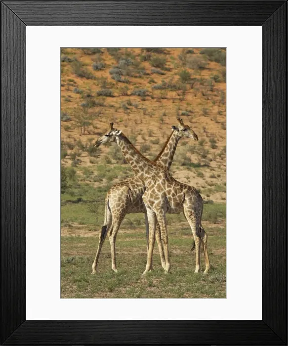 Framed Print : Two male Cape giraffe (Giraffa camelopardalis giraffa) fighting Framed Print : Two male Cape giraffe (Giraffa camelopardalis giraffa) fighting